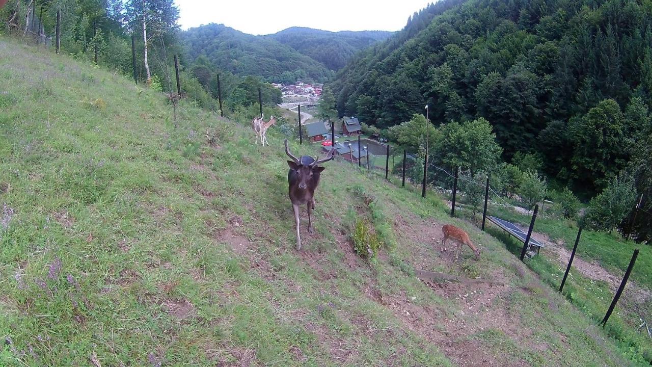 Pastravaria Romani Hotel โฮเรซู ภายนอก รูปภาพ